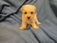 Morkie, a male Maltese and Yorkshire Terrier for sale in Buffalo, NY – 3 of 4