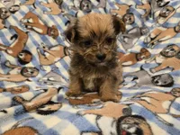 Shorkie, a male Shih Tzu and Yorkshire Terrier for sale in Buffalo, NY – 5 of 5