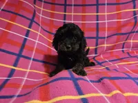 Cockapoo, a female Cockapoo for sale in Buffalo, NY – 2 of 4