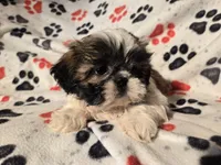 Shihtzu , a male Shih Tzu for sale in Buffalo, NY – Photo 5 of 6