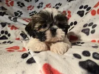 Shihtzu , a male Shih Tzu for sale in Buffalo, NY – Photo 2 of 6