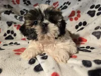 Shihtzu , a male Shih Tzu for sale in Buffalo, NY – Photo 4 of 6