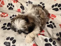 Shihtzu , a male Shih Tzu for sale in Buffalo, NY – Photo 6 of 6