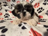 Shihtzu , a male Shih Tzu for sale in Buffalo, NY – Photo 3 of 6