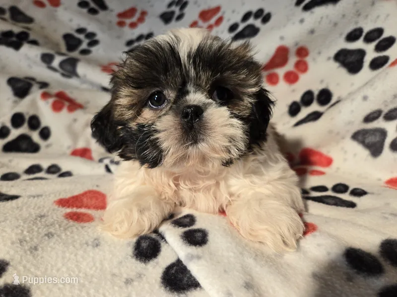 Shihtzu 