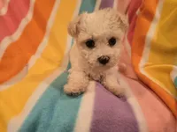 Morkie, a female Maltese and Yorkshire Terrier for sale in Buffalo, NY – 3 of 4