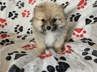 Pomeranian , a male Pomeranian for sale in Buffalo, NY – 5 of 6