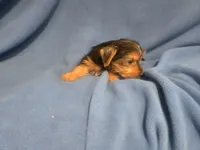 Yorkie Terrier, a male Yorkshire Terrier for sale in Buffalo, NY – 4 of 5