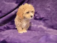 Shihpoo, a female Shihpoo for sale in Buffalo, NY – 6 of 6