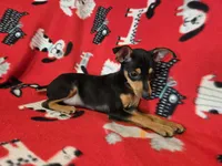 Mini Pinscher, a male Miniature Pinscher for sale in Buffalo, NY – 3 of 4