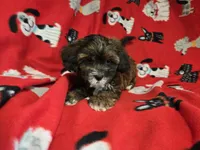 Shihpoo, a male Shihpoo for sale in Buffalo, NY – 3 of 5