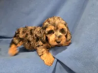 Cockapoo, a male Cockapoo for sale in Buffalo, NY – 2 of 4