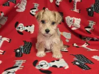 Morkie, a male Yorkshire Terrier for sale in Buffalo, NY – 2 of 4