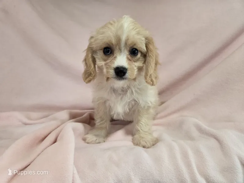 Cavachon  – Cockapoo puppy for sale in Buffalo, NY