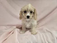 Cavachon , a female Cockapoo for sale in Buffalo, NY – 1 of 4