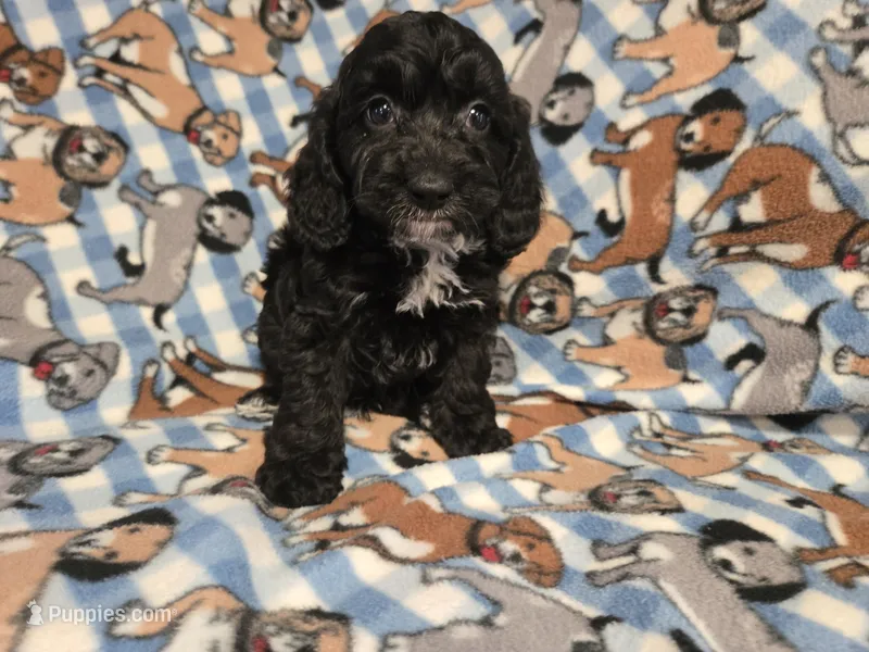 Cockapoo – Cockapoo puppy for sale in Buffalo, NY