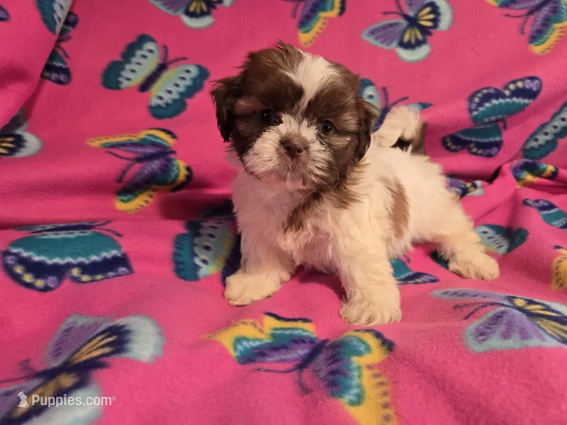 Shihtzu – Shih Tzu puppy for sale in Buffalo, NY