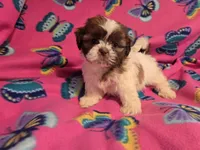 Shihtzu, a female Shih Tzu for sale in Buffalo, NY – 2 of 4