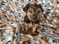 Yorkie Terrier, a male Yorkshire Terrier for sale in Buffalo, NY – 4 of 4