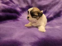 Shihtzu /Bichon, a female Bichon Frise and Shih Tzu for sale in Buffalo, NY – 2 of 4