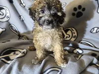 Cavapoo, a male Cavapoo for sale in Buffalo, NY – Photo 4 of 4