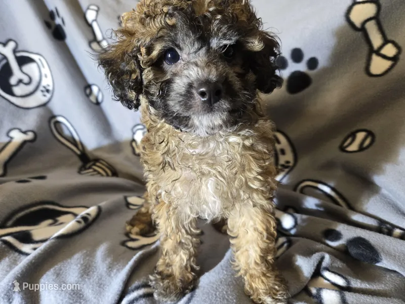 Cavapoo – Cavapoo puppy for sale in Buffalo, NY