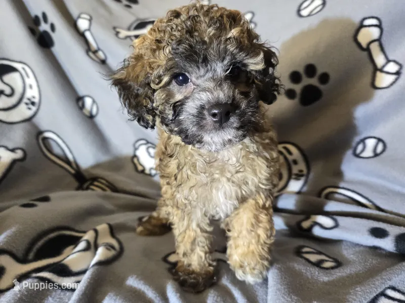 Cavapoo – Cavapoo puppy for sale in Buffalo, NY