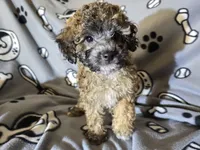 Cavapoo, a male Cavapoo for sale in Buffalo, NY – Photo 3 of 4