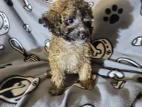 Cavapoo, a male Cavapoo for sale in Buffalo, NY – Photo 2 of 4