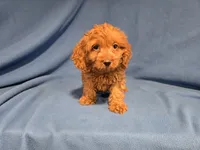 Cockapoo, a male Cockapoo for sale in Buffalo, NY – 3 of 5