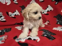 Cavachon, a male Cavachon for sale in Buffalo, NY – 4 of 4