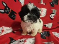 Shihtzu, a male Shih Tzu for sale in Buffalo, NY – 4 of 4