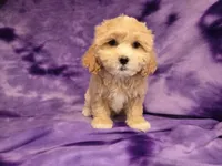 Shihpoo, a female Shihpoo for sale in Buffalo, NY – 5 of 6