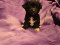 Chihuahua /Maltese, a female Chihuahua and Maltese for sale in Buffalo, NY – 3 of 4