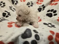 Yorkiepoo /Maltese, a male Yorkipoo and Maltese for sale in Buffalo, NY – 4 of 4