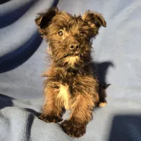 Archie, a male Morkie for sale in Buffalo, NY – Photo 2 of 4