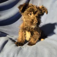 Archie, a male Morkie for sale in Buffalo, NY – Photo 3 of 4