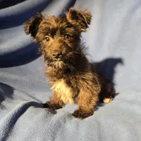 Archie, a male Morkie for sale in Buffalo, NY – Photo 4 of 4