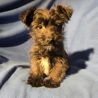 Archie, a male Morkie for sale in Buffalo, NY – Photo 1 of 4