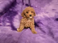Cavapoo, a female Cavapoo and Poodle - Miniature  for sale in Buffalo, NY – 2 of 4