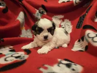 Shihtzu/ Bichon, a male Bichon Frise and Shih Tzu for sale in Buffalo, NY – 3 of 4