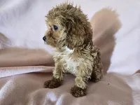 Cavapoo , a female Cavapoo for sale in Buffalo, NY – Photo 4 of 5