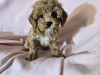 Cavapoo , a female Cavapoo for sale in Buffalo, NY – Photo 2 of 5