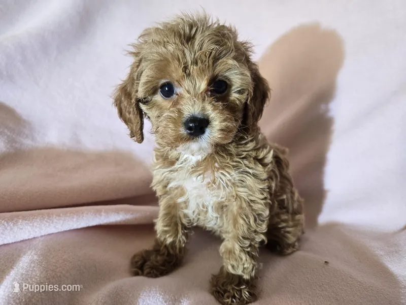 Cavapoo  – Cavapoo puppy for sale in Buffalo, NY