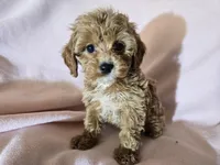 Cavapoo , a female Cavapoo for sale in Buffalo, NY – Photo 1 of 5