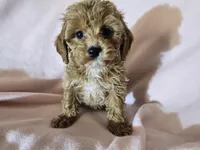 Cavapoo , a female Cavapoo for sale in Buffalo, NY – Photo 5 of 5