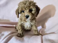 Cavapoo , a female Cavapoo for sale in Buffalo, NY – Photo 3 of 5