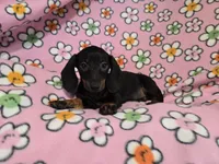 Mini Dachshund, a female Miniature Dachshund for sale in Buffalo, NY – 4 of 4