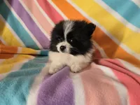 Pomeranian , a female Pomeranian for sale in Buffalo, NY – 3 of 5