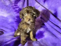 Yorkie poo, a female Yorkipoo for sale in Buffalo, NY – Photo 2 of 4